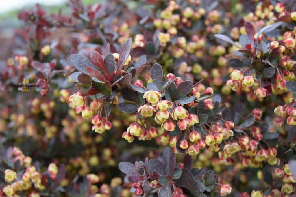 Berberis thunbergii f. atropurpurea 'Atropurpurea Nana' 15-20 cm
